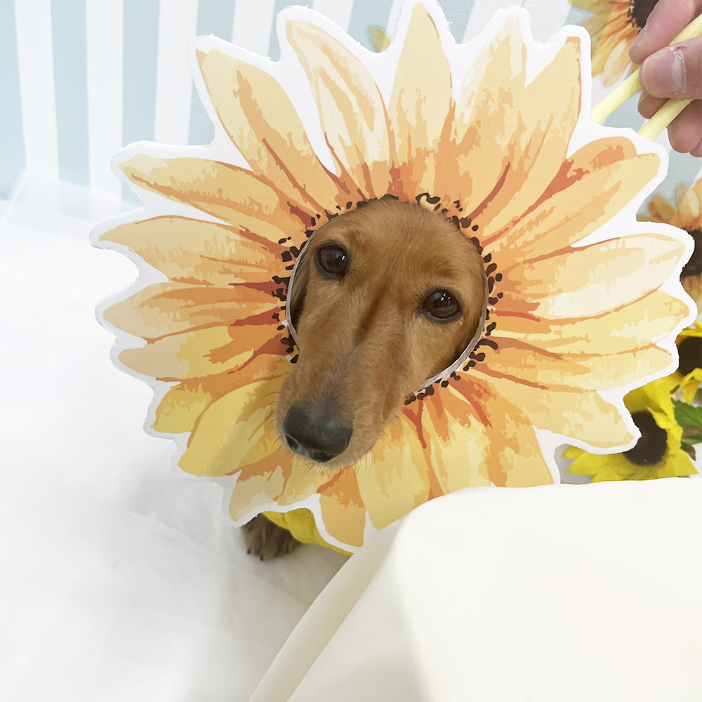 モデル犬の写真撮影会PART②